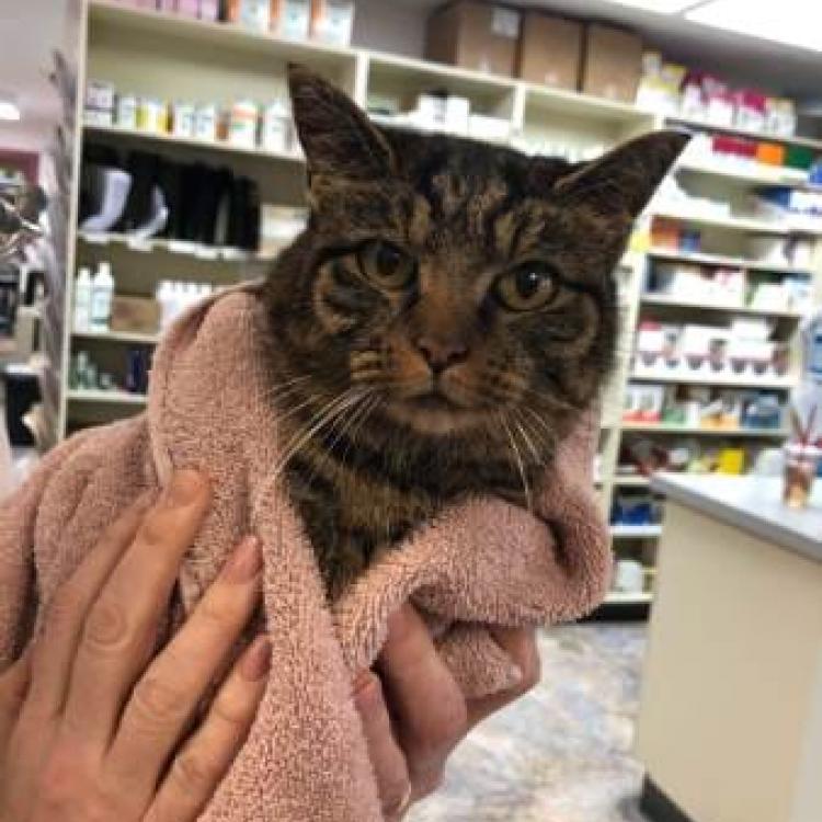 Nassau Veterinary Clinic Nassau, NY